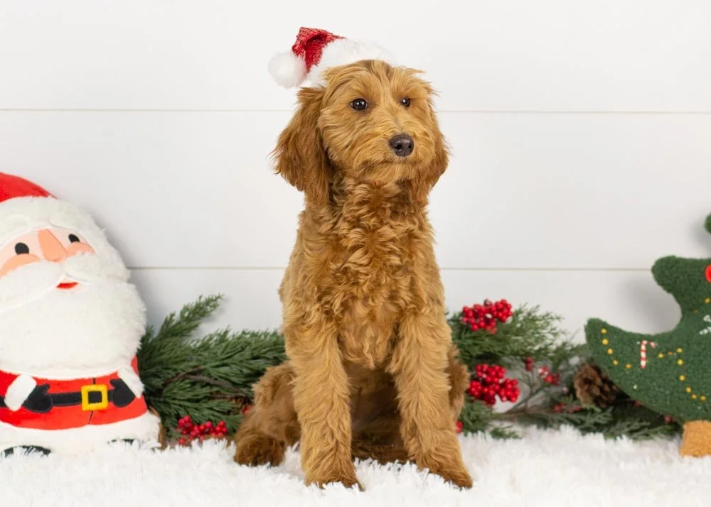 Tee goldendoodle for sale(1).jpg