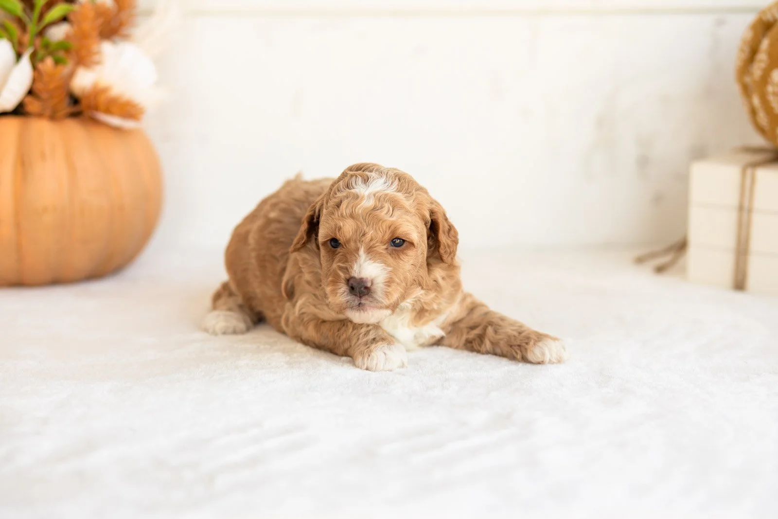 Noodle goldendoodle for sale 5.jpg