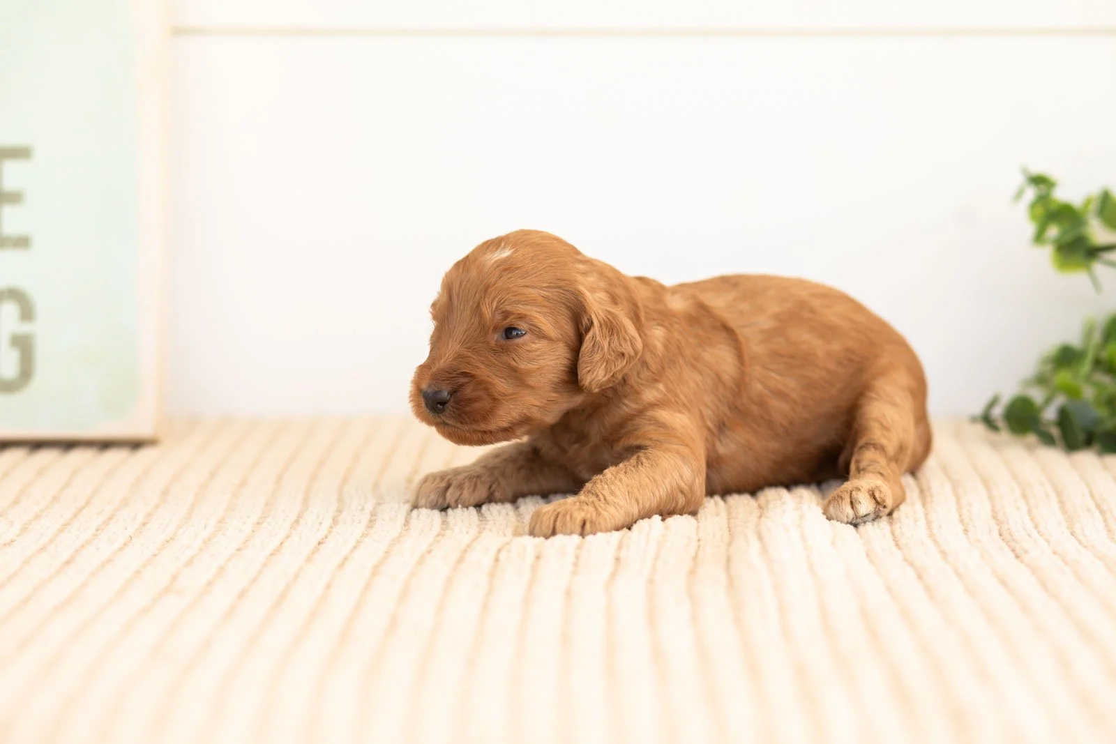 Pyra goldendoodle for sale(4).jpg