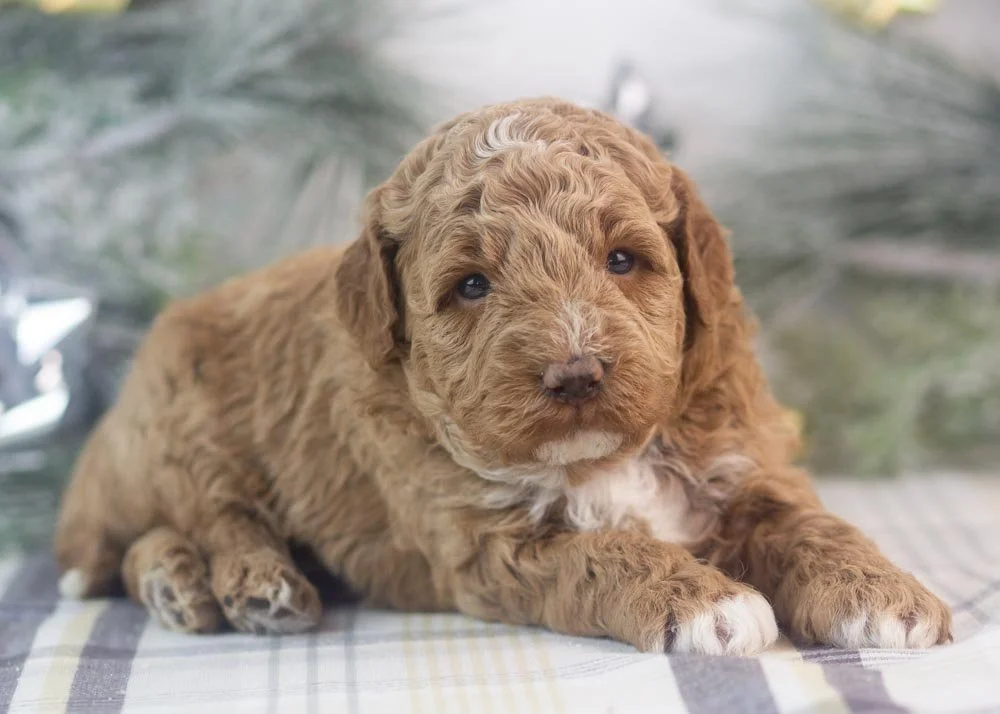 Blake goldendoodle for sale(3).jpg