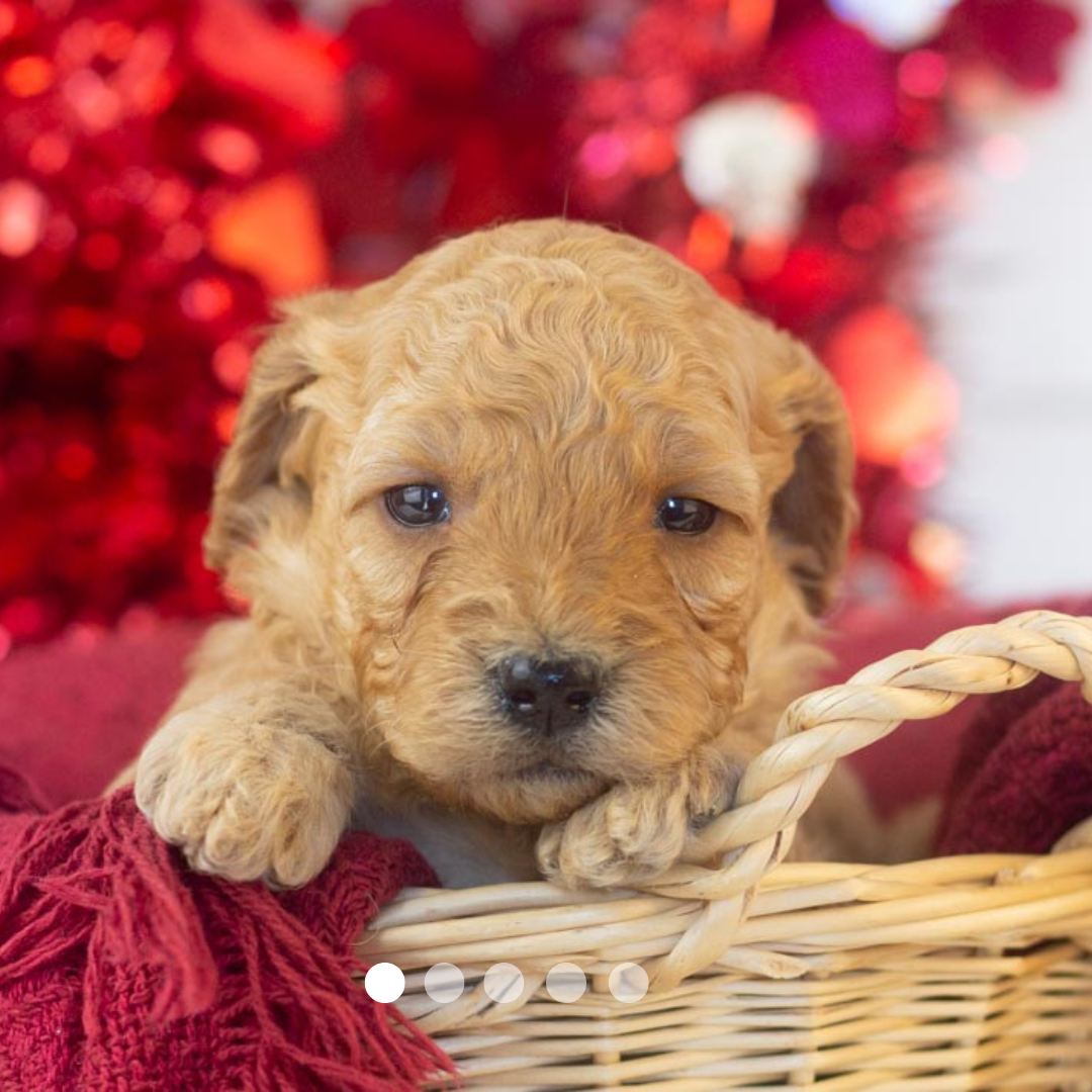 Copy of FBP Design.png