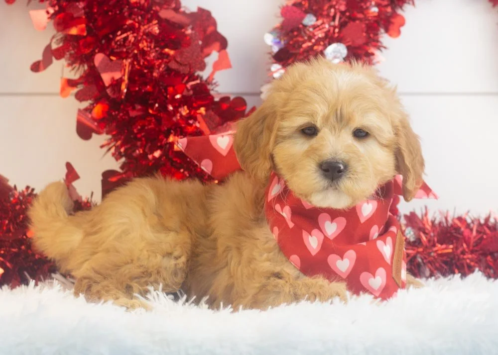 Beau goldendoodle for sale(3).jpg