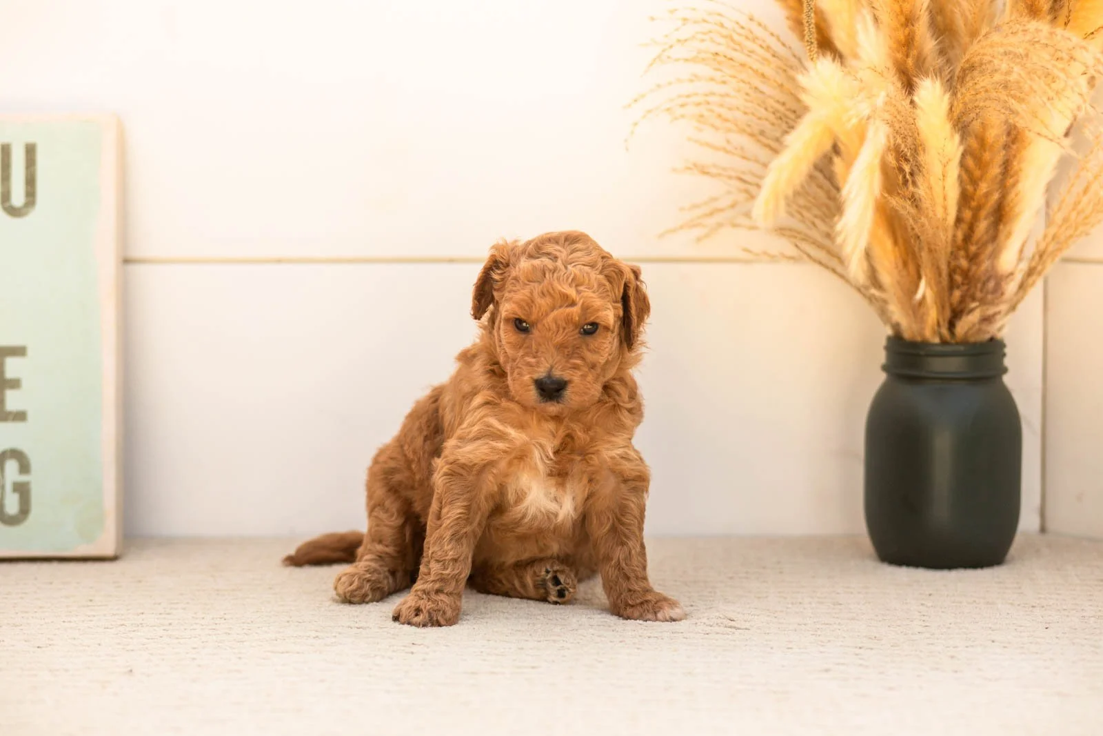 Butterfly goldendoodle for sale(2).jpg