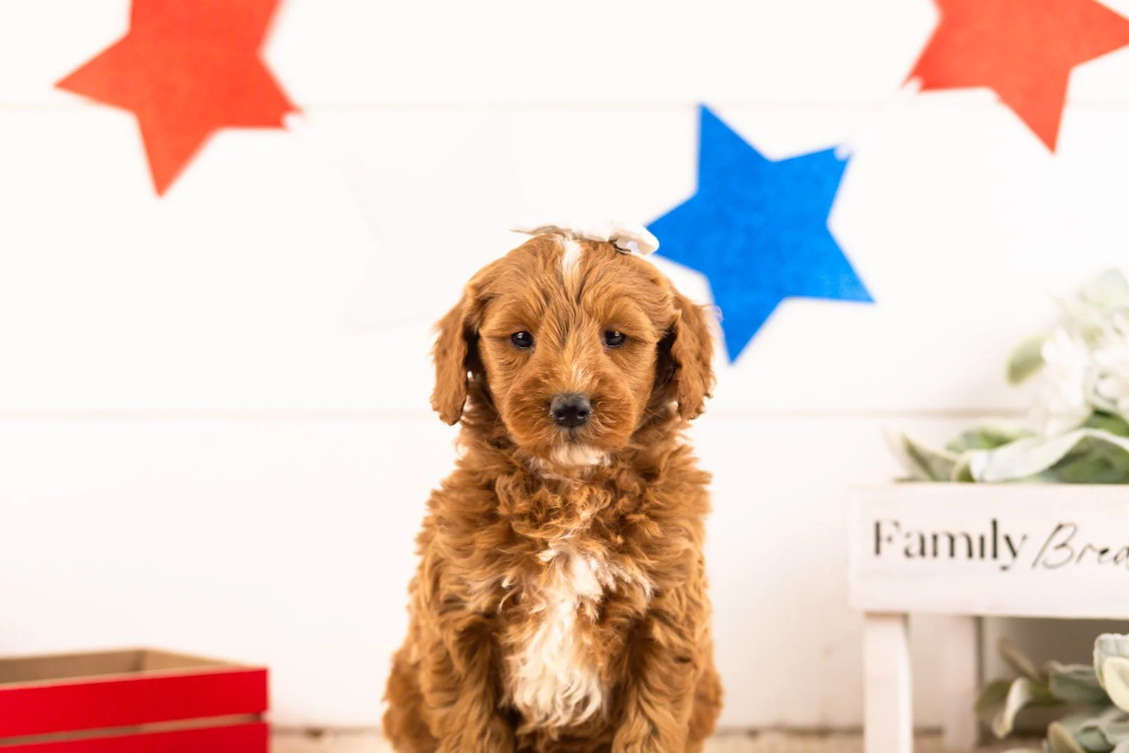 rosalind goldendoodle for sale(1).jpg