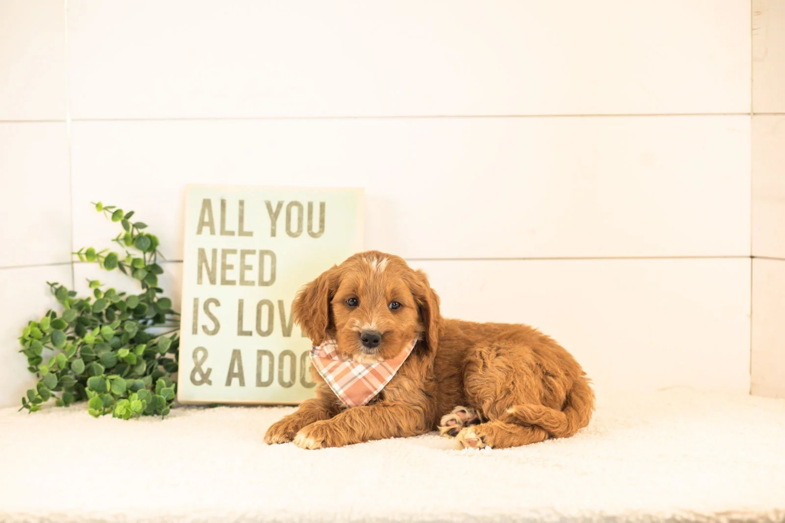Otis goldendoodle for sale.jpg