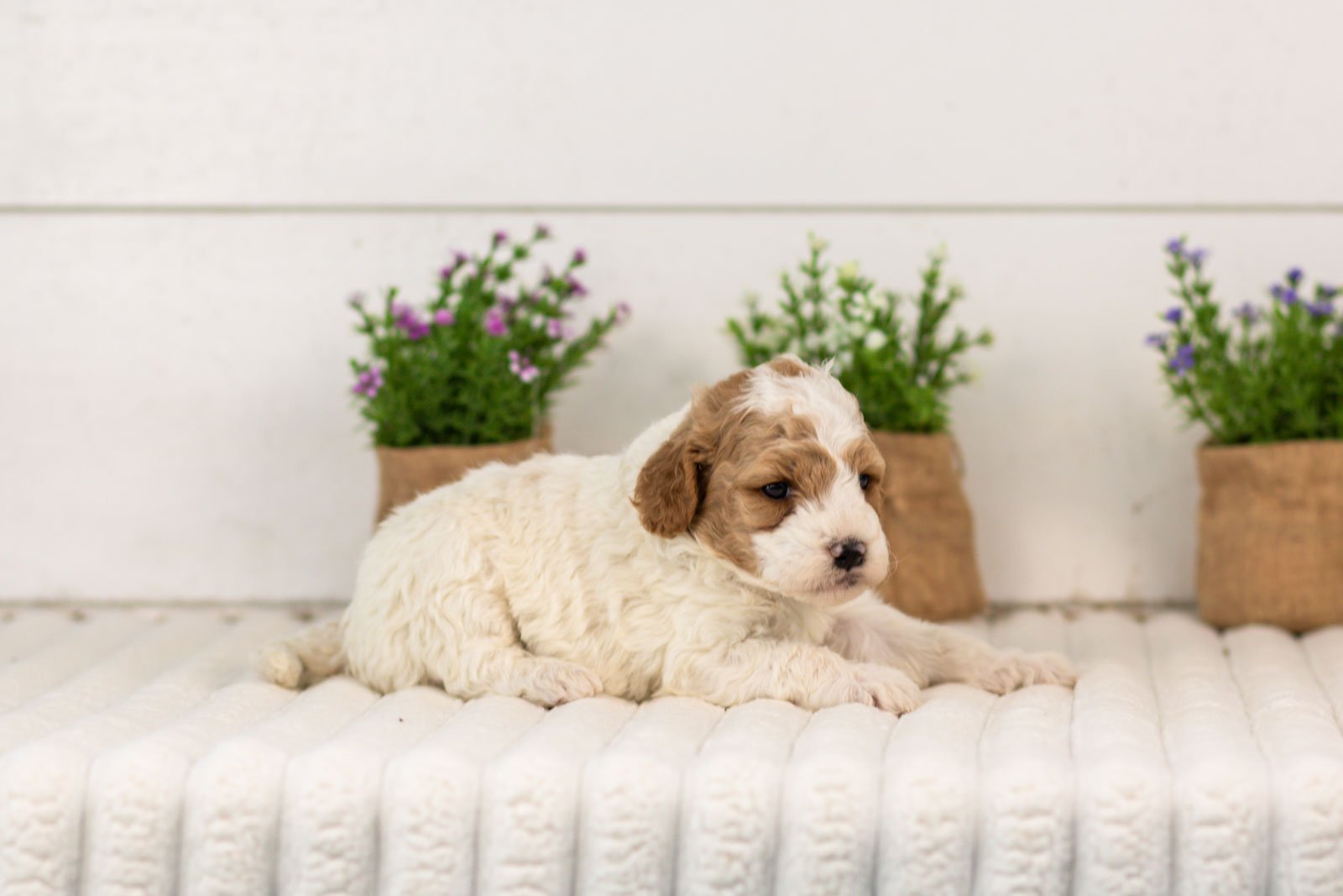 Dixie goldendoodle for sale(1).jpg