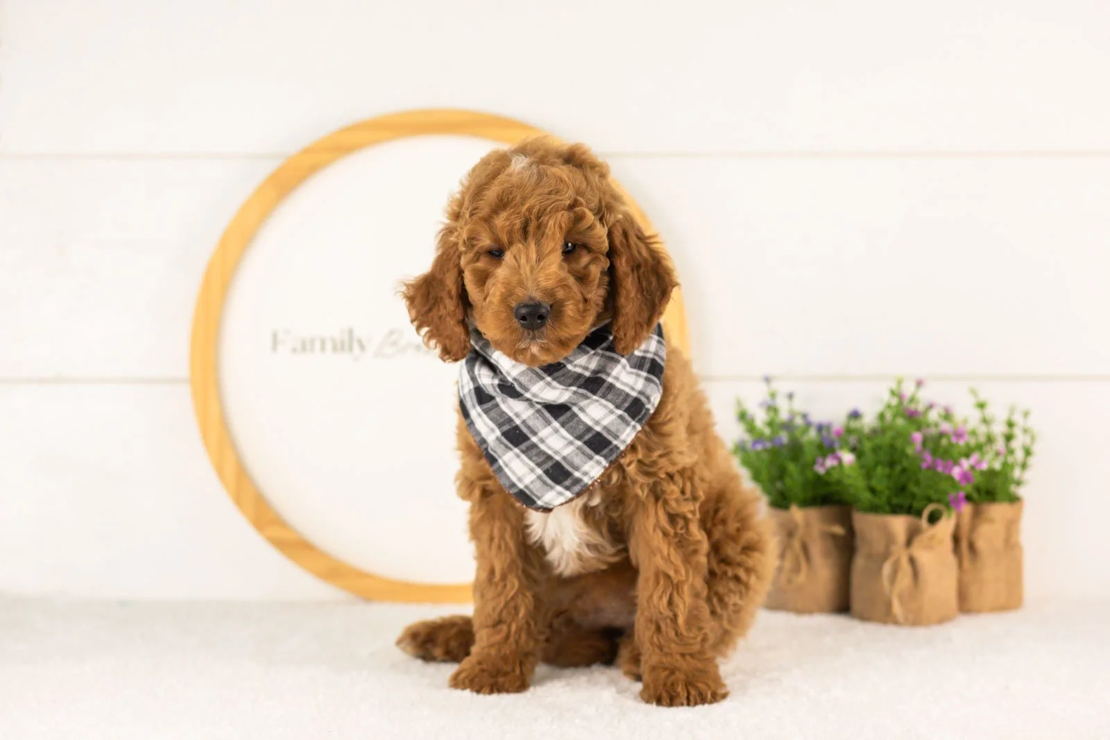 Denali goldendoodle for sale(1).jpg