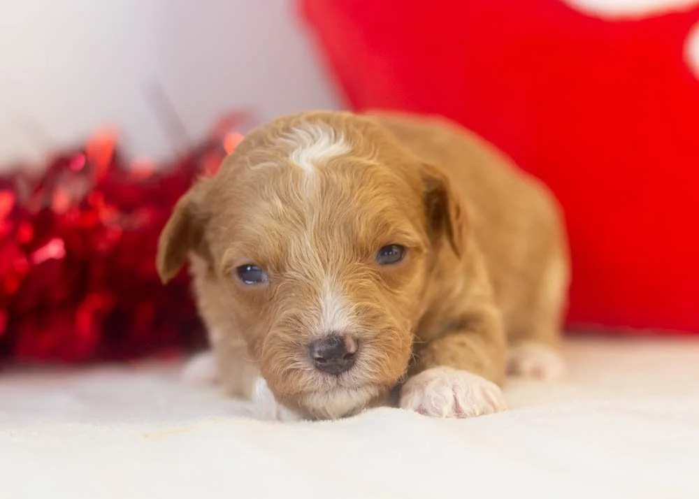 Roger goldendoodle for sale(3).jpg