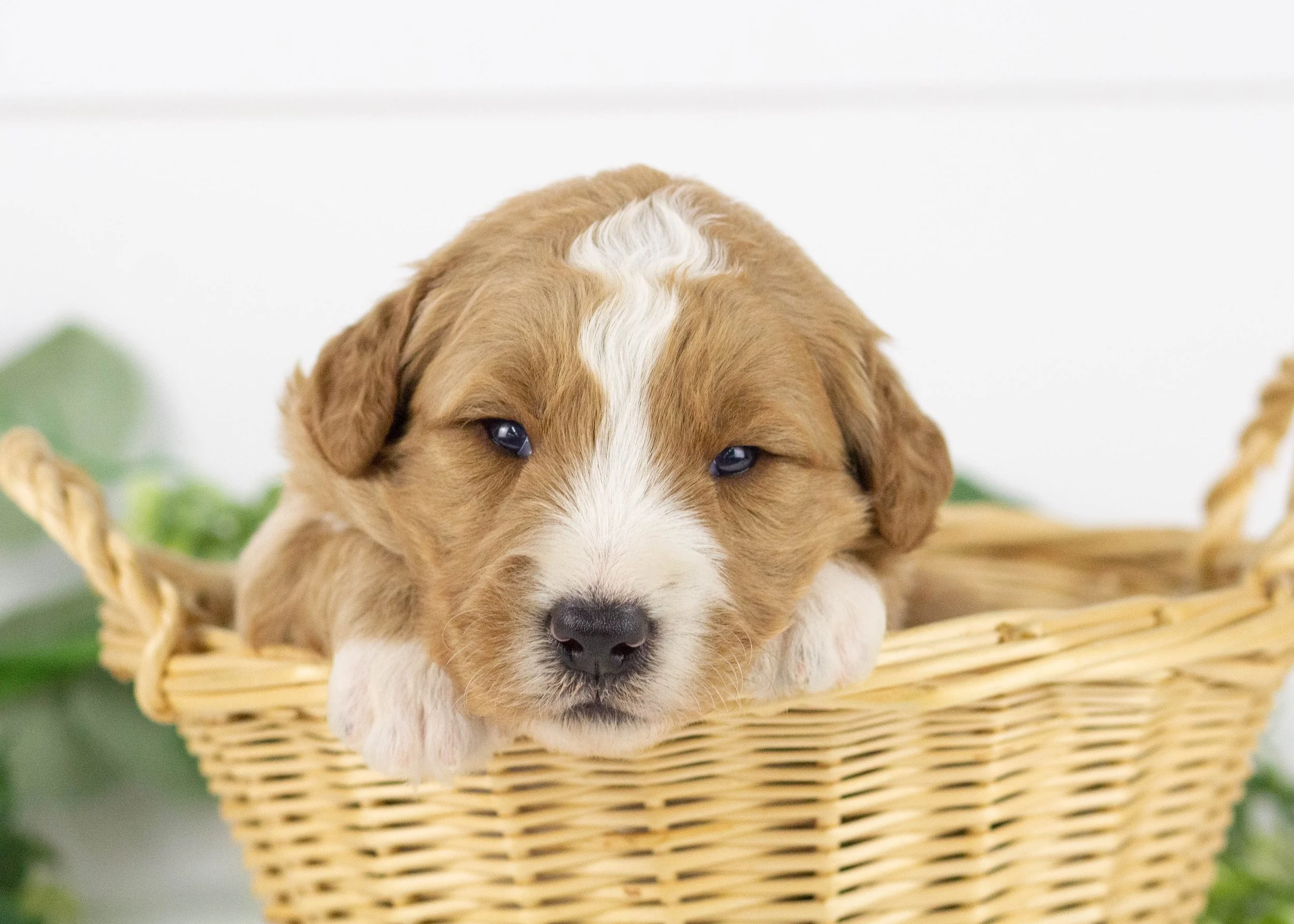 Eagle goldendoodle for sale(3).jpg