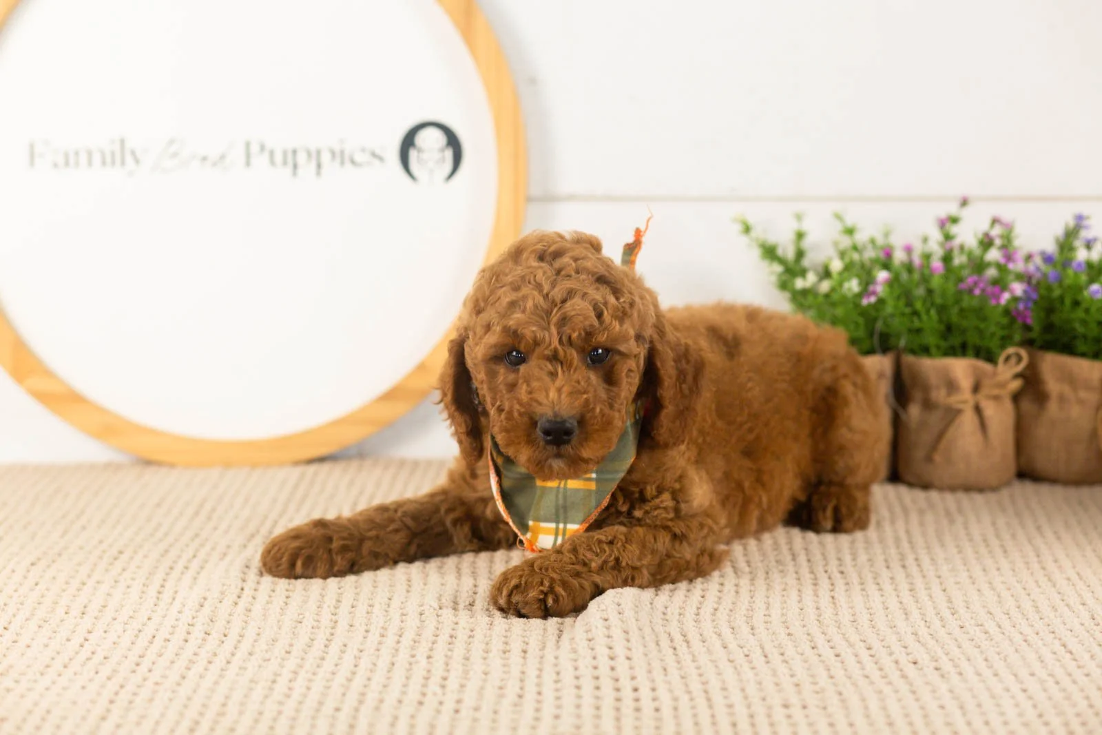 Glacier goldendoodle for sale(2).jpg