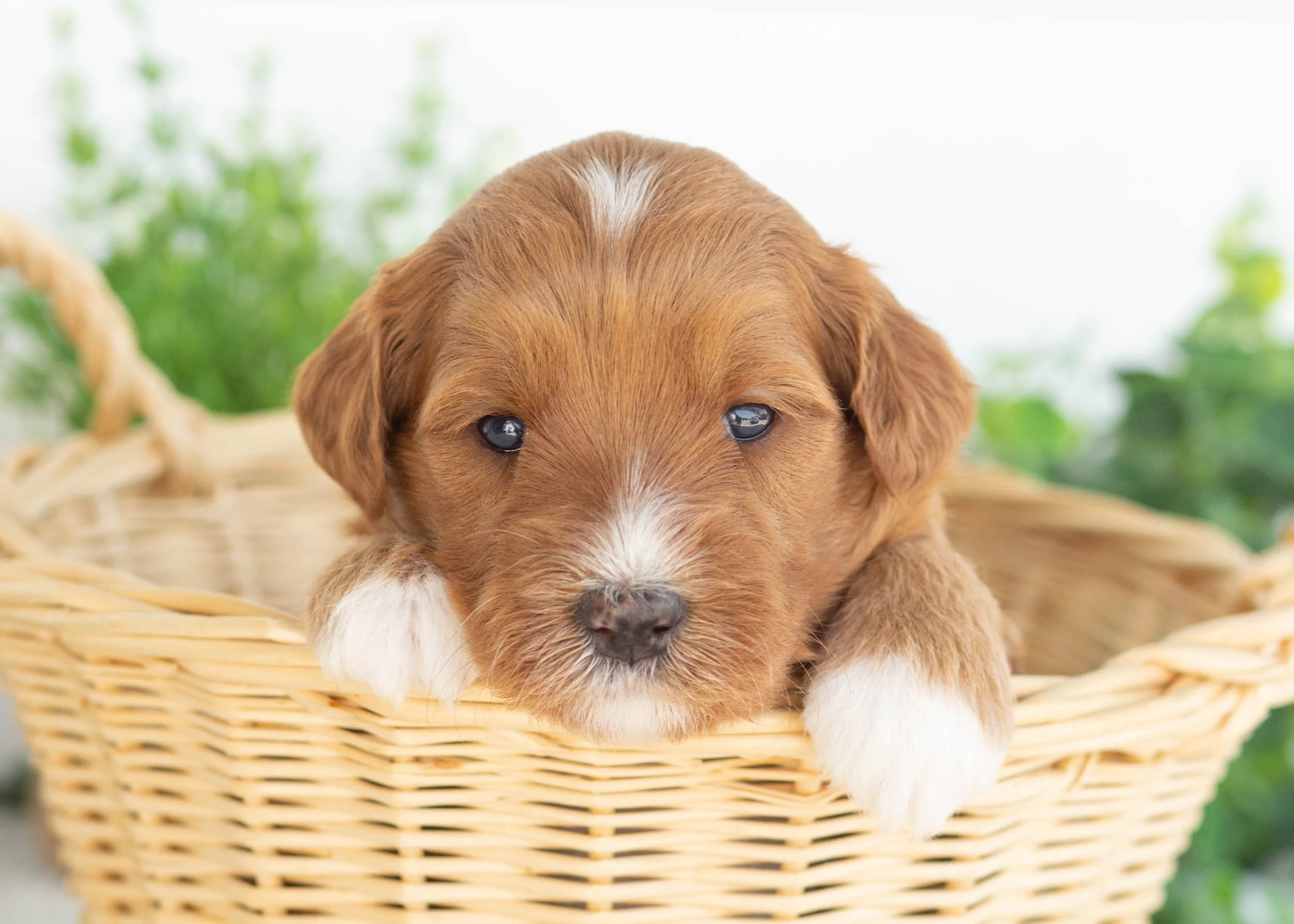 ClementineGoldendoodle for sale(3).jpg