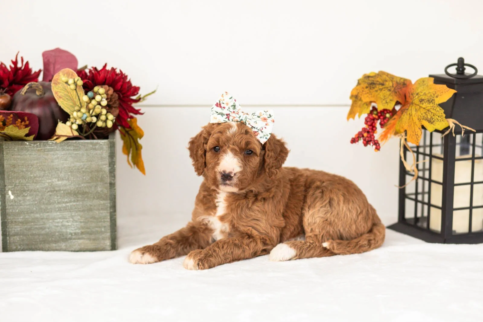 Evelyn goldendoodle for sale(1).jpg