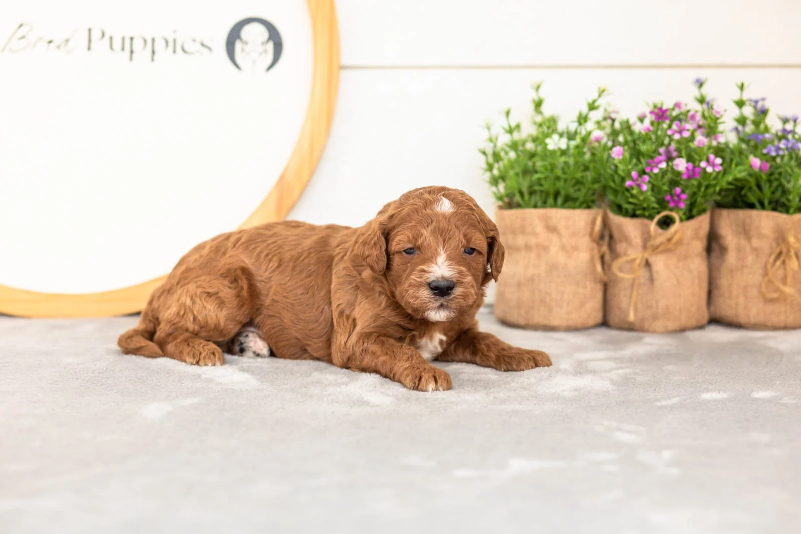 Psyduck goldendoodle for sale.jpg