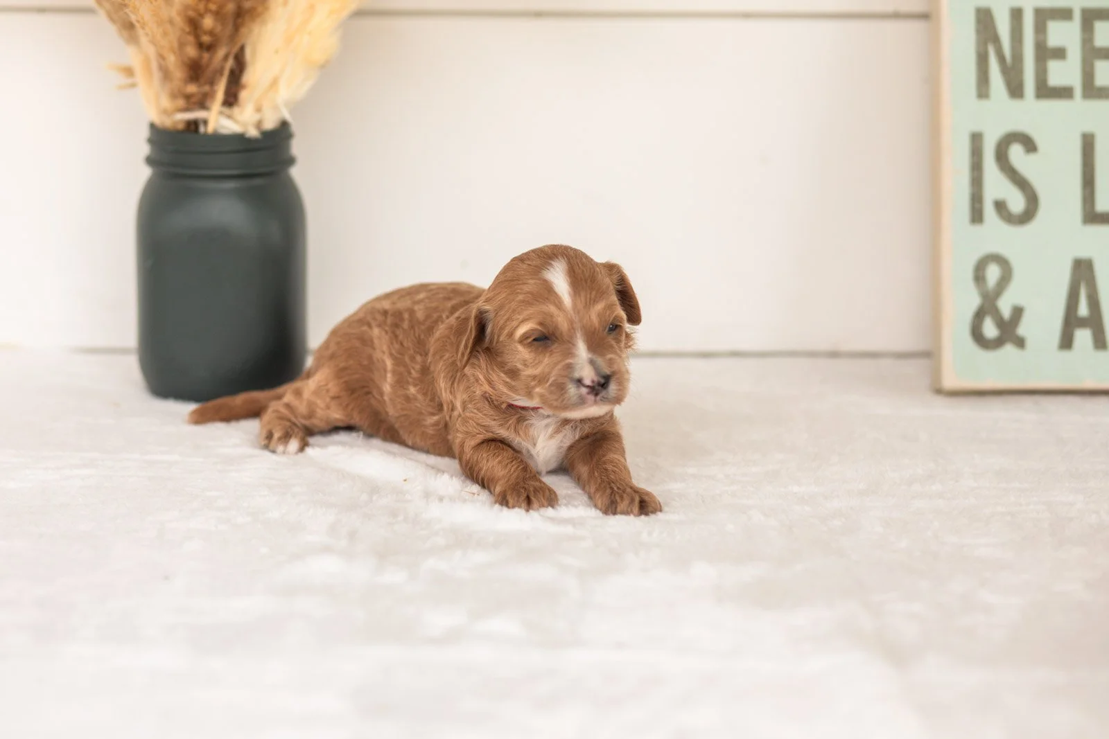 Flicka goldendoodle for sale(3).jpg