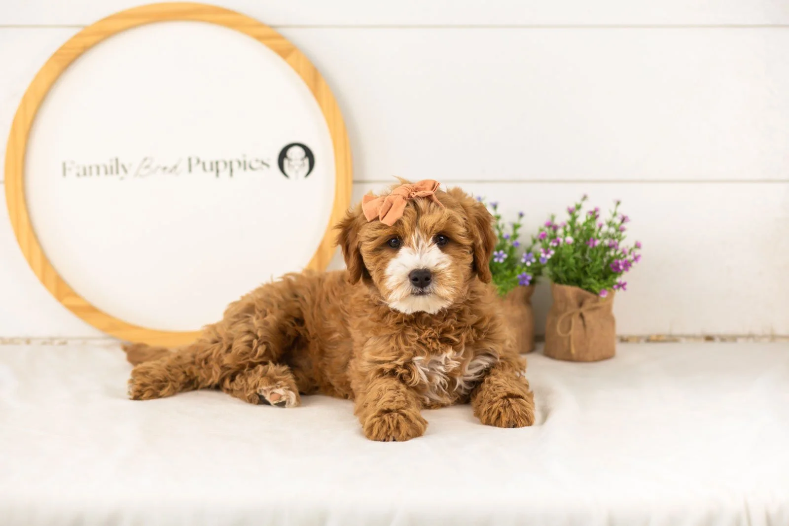 Mary goldendoodle for sale.jpg