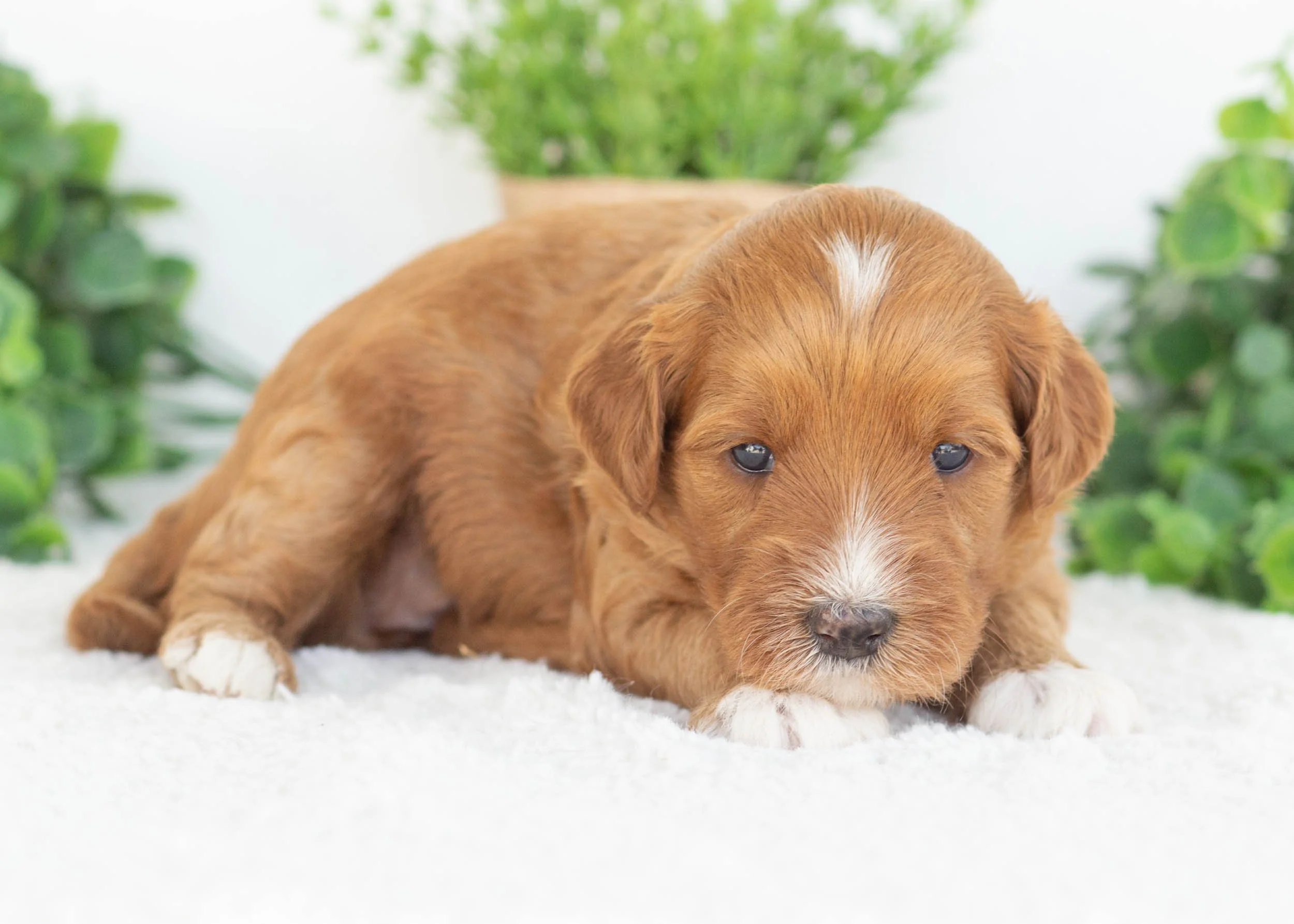 ClementineGoldendoodle for sale(2).jpg