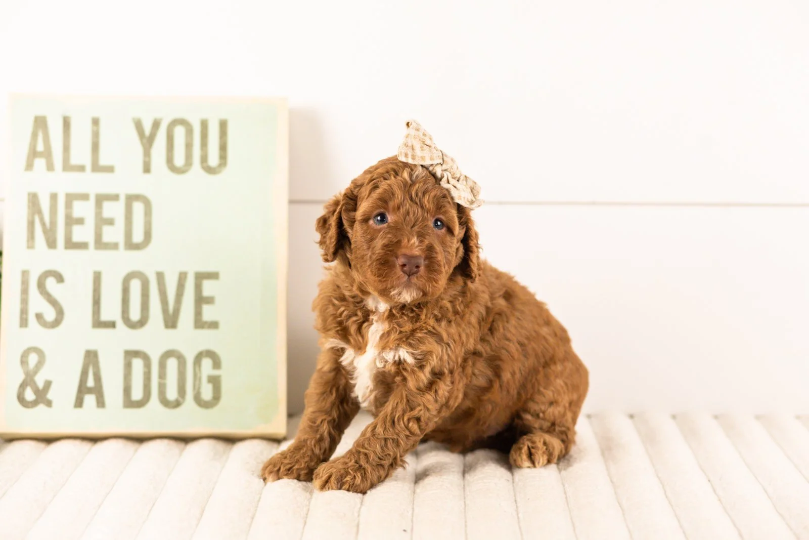 Layla goldendoodle for sale(3).jpg