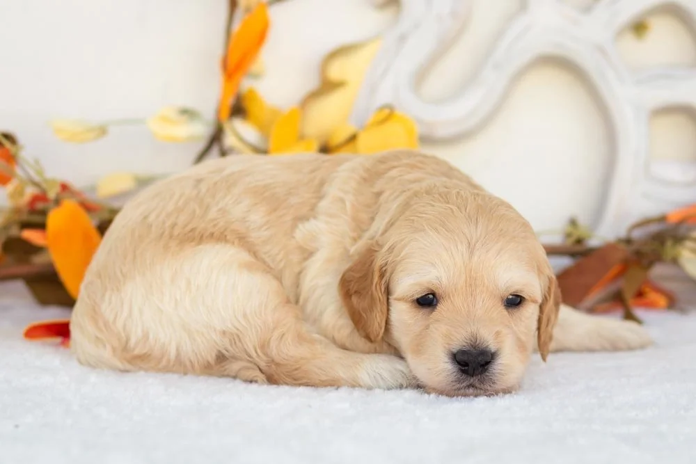 stuffing goldendoodle for sale(3).jpg