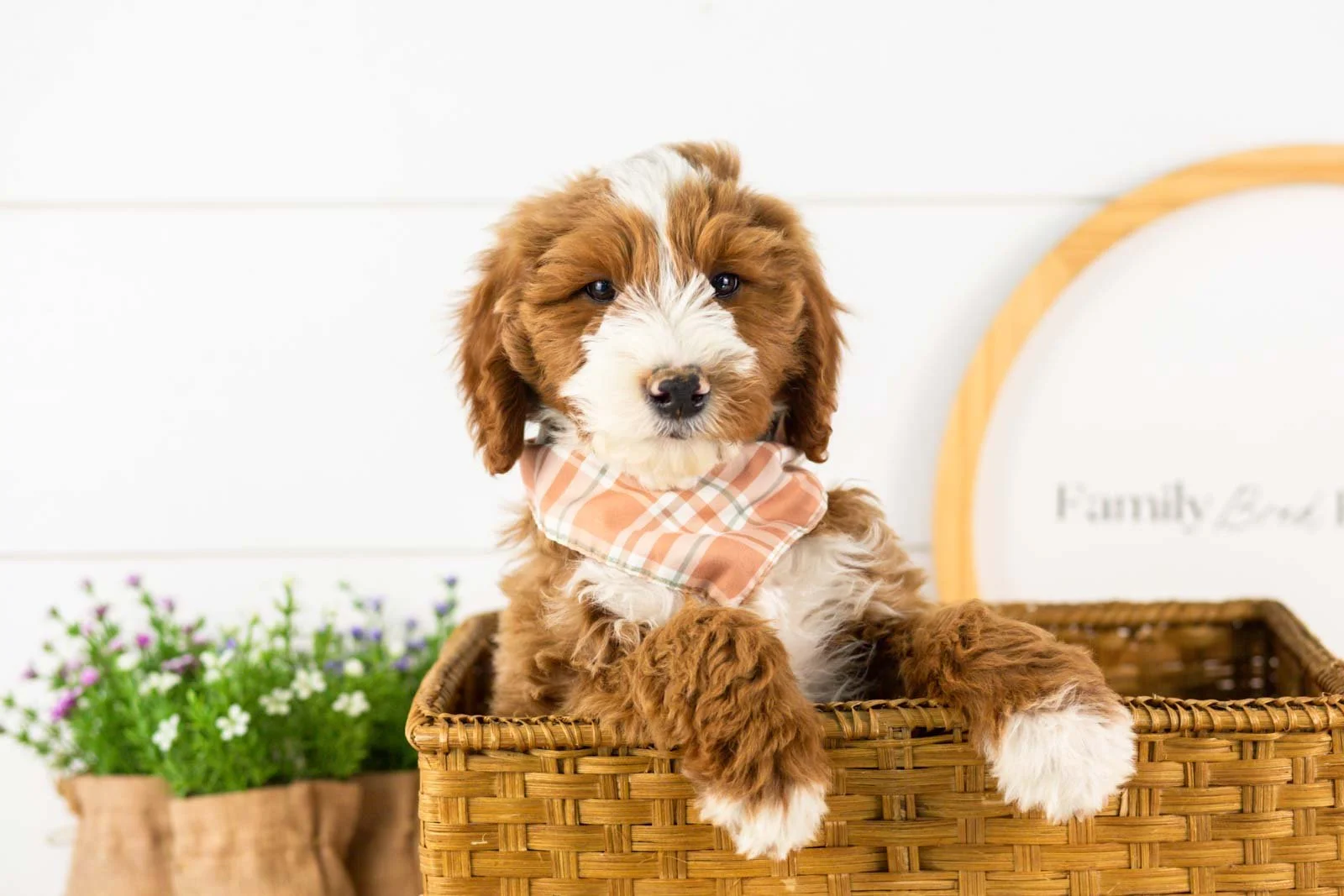 Horatio goldendoodle for sale(2).jpg