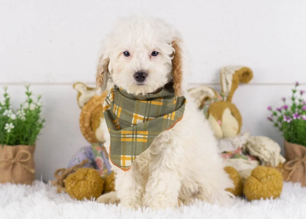 bentley goldendoodle for sale.jpg