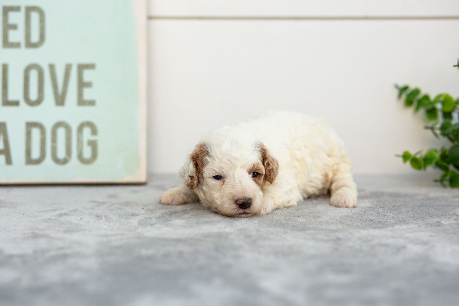 Olive goldendoodle for sale(2).jpg