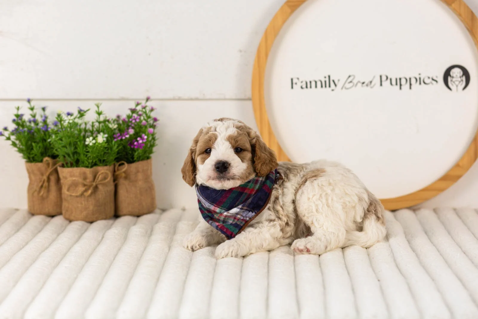 Drake goldendoodle for sale(1).jpg