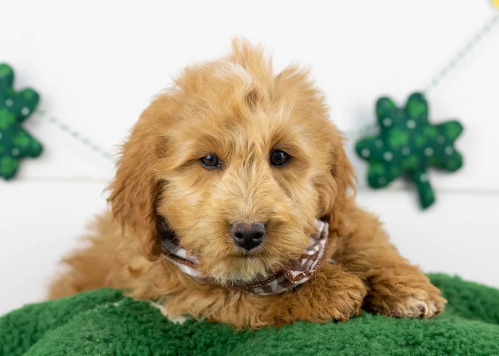 goldendoodle for sale