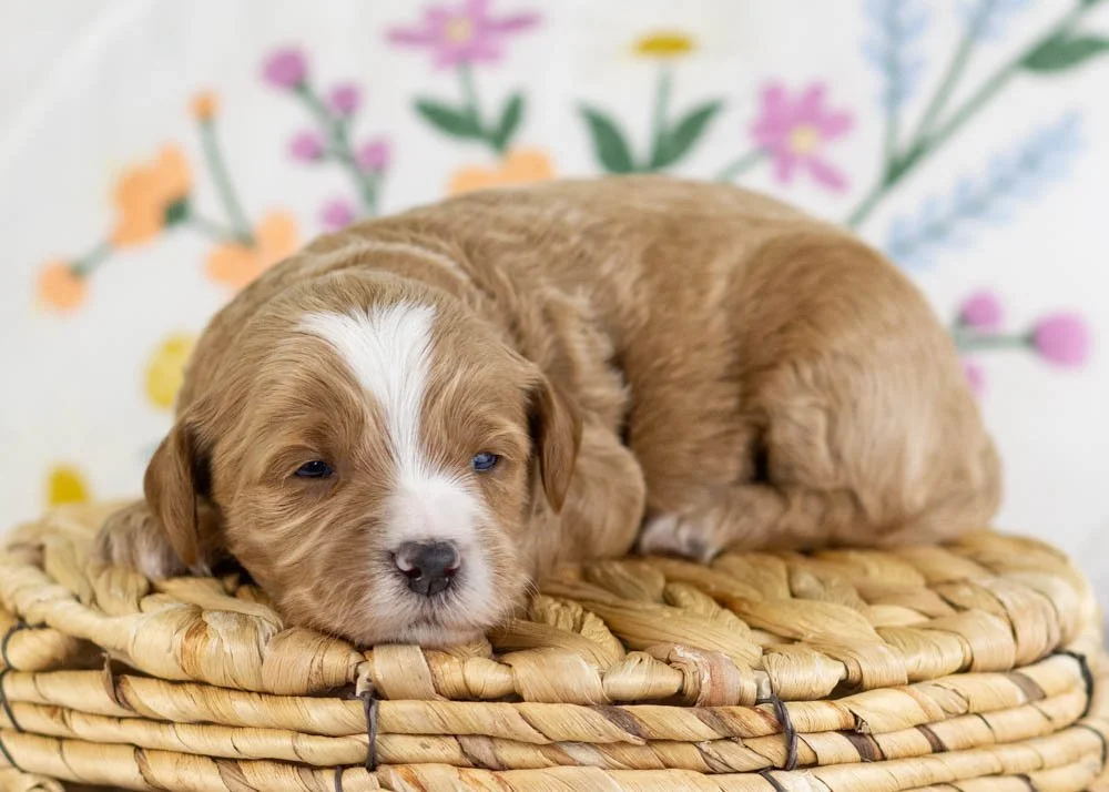 goldendoodle for sale