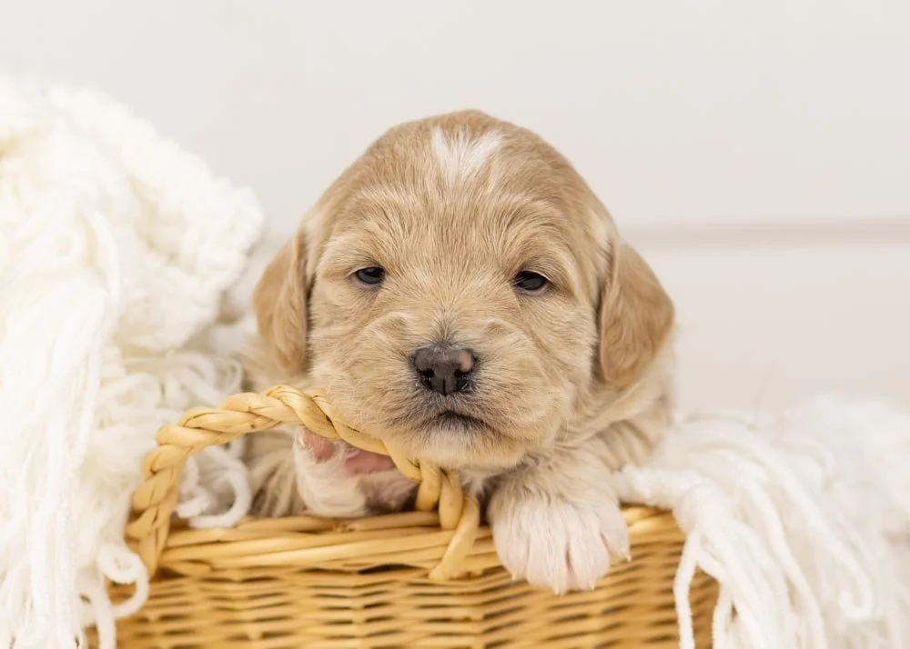 Sky goldendoodle for sale(1).jpg