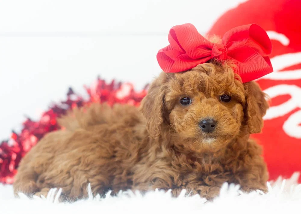 Jamie goldendoodle for sale(3).jpg