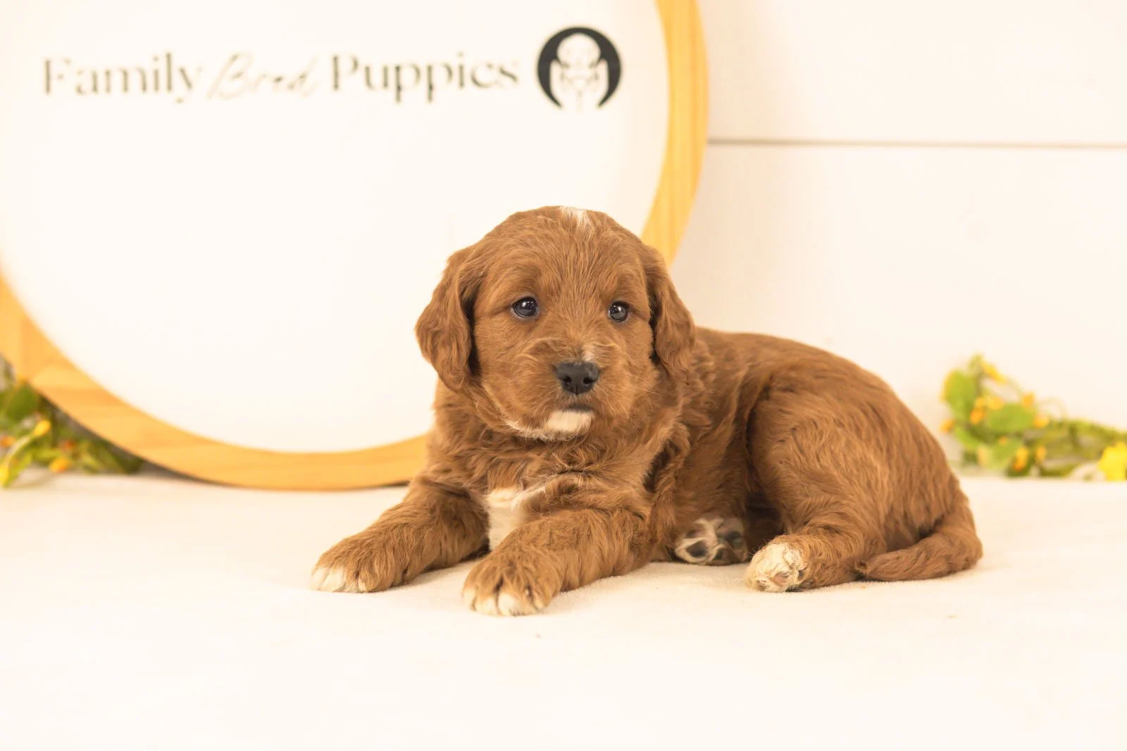 Oliver goldendoodle for sale(1).jpg