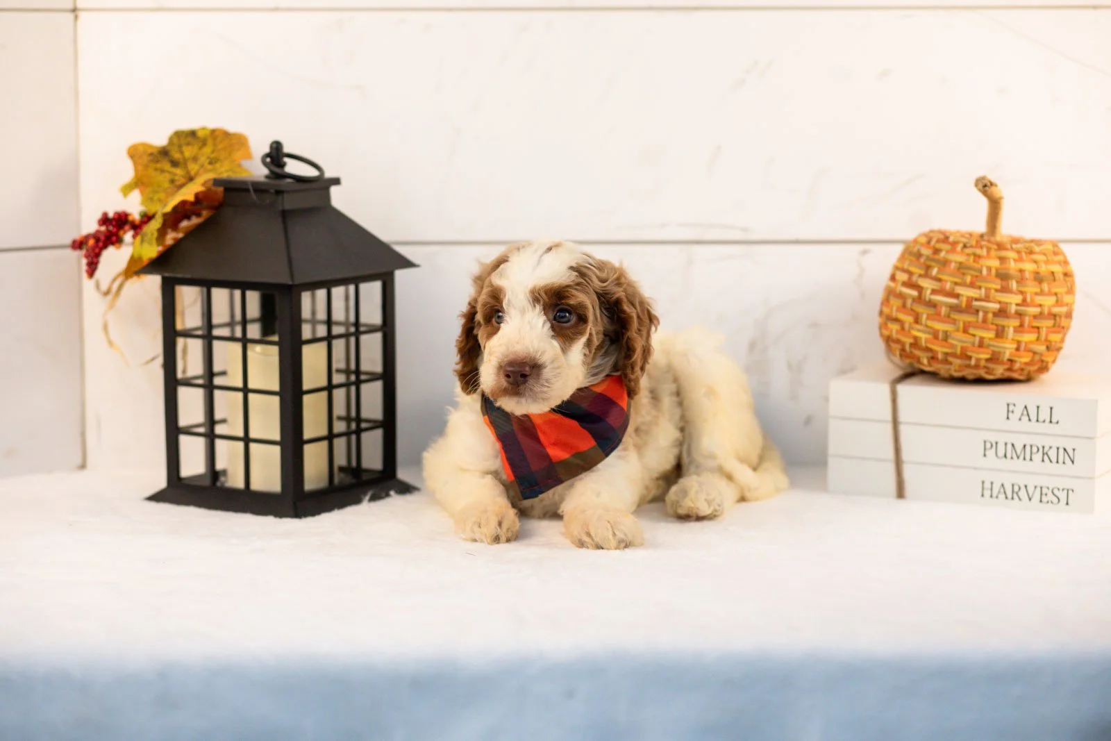 Brooks goldendoodle for sale 5.jpg