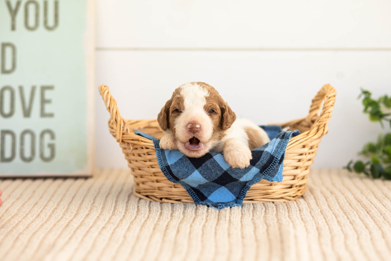 Laurie goldendoodle for sale(2).jpg