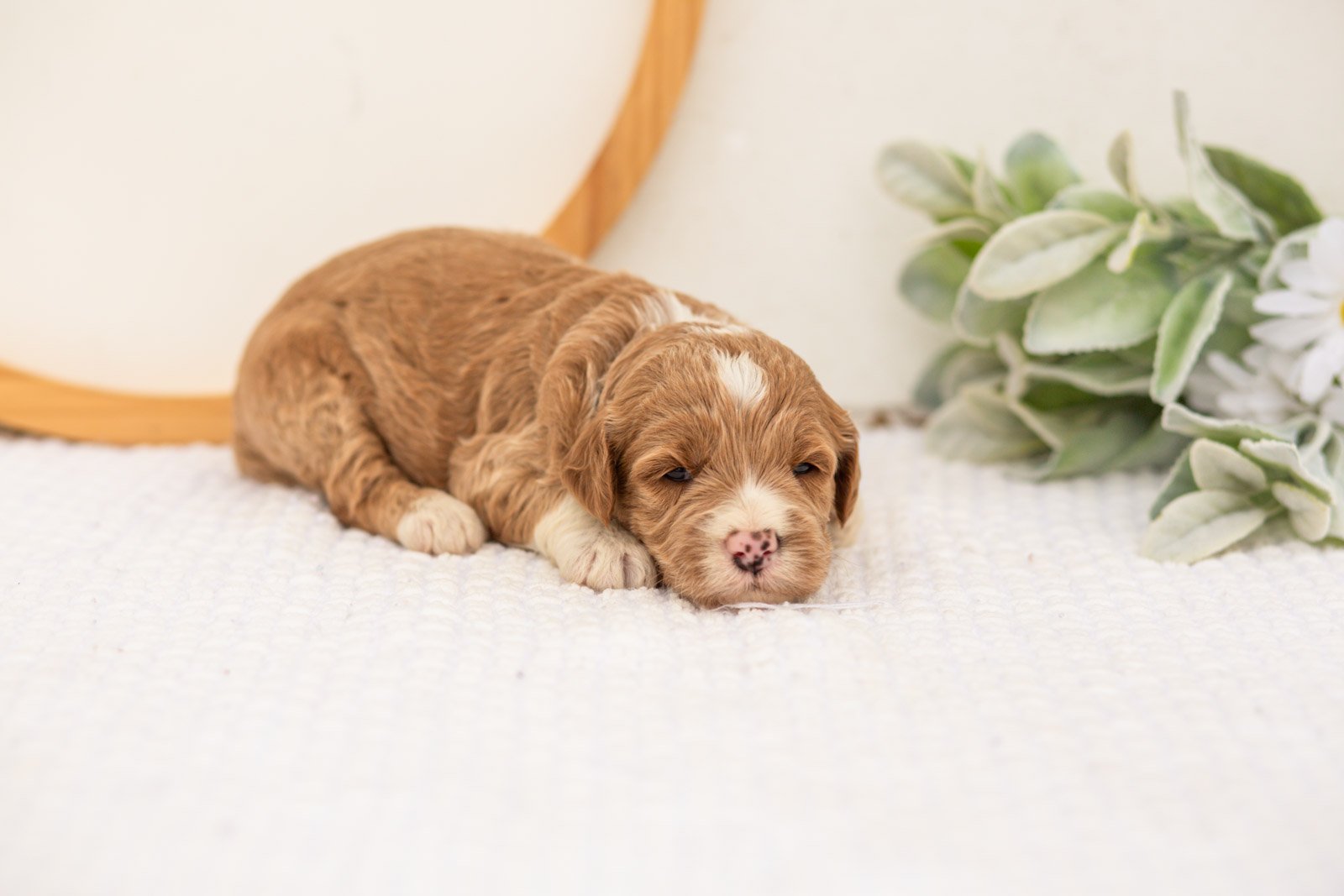 Amity goldendoodle for sale(2).jpg