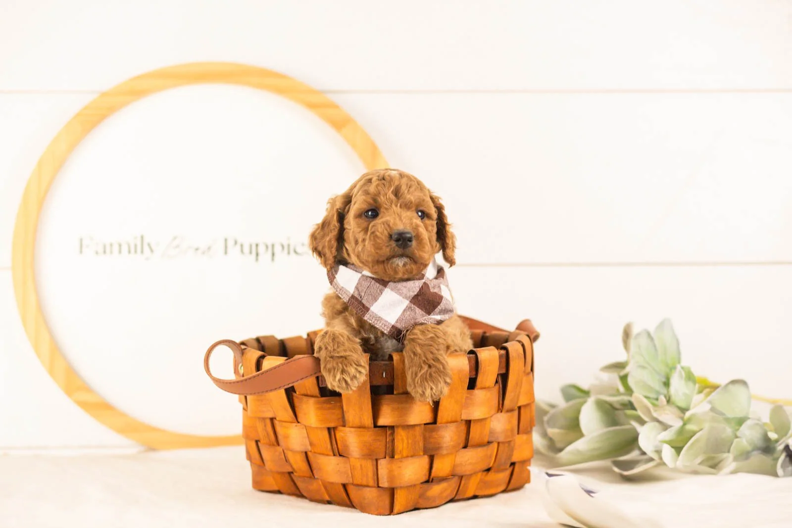 Denali goldendoodle for sale(3).jpg