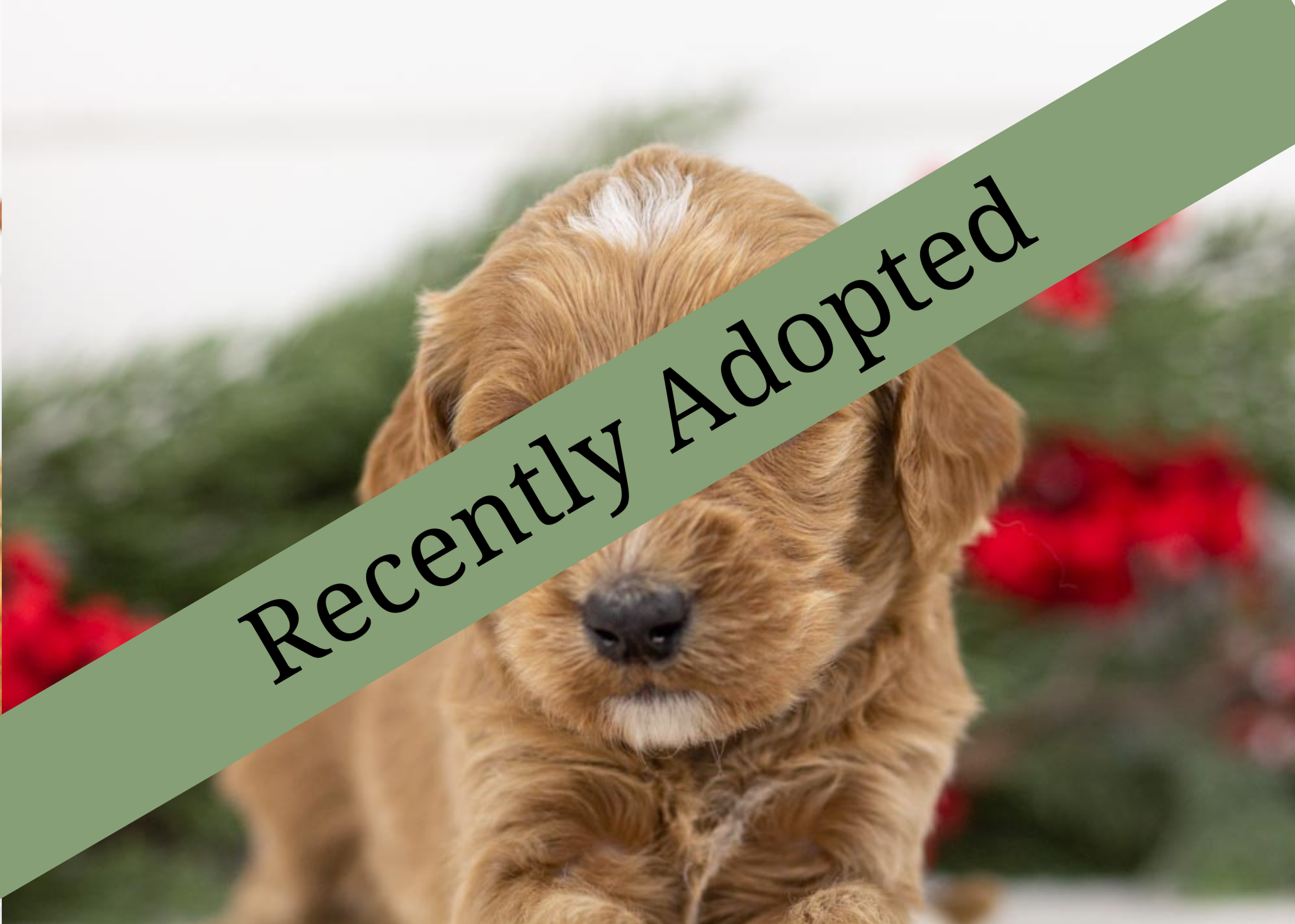 goldendoodle for sale