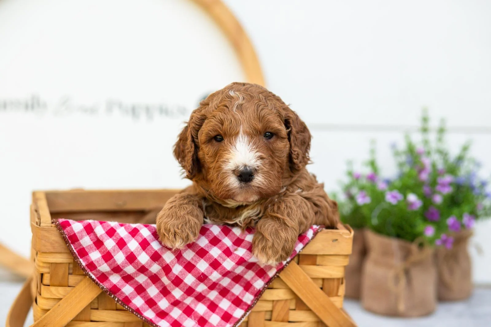 Miso goldendoodle for sale(2).jpg