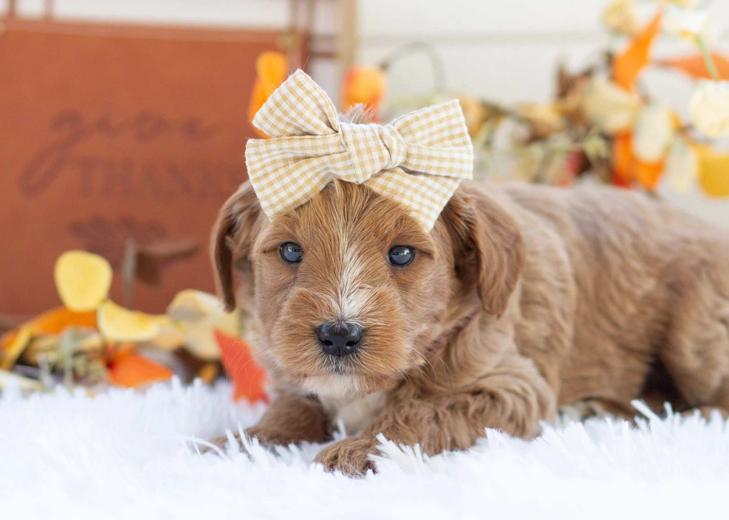 Ferln 10-2-25 Pumpkin 3.13_-2.jpg