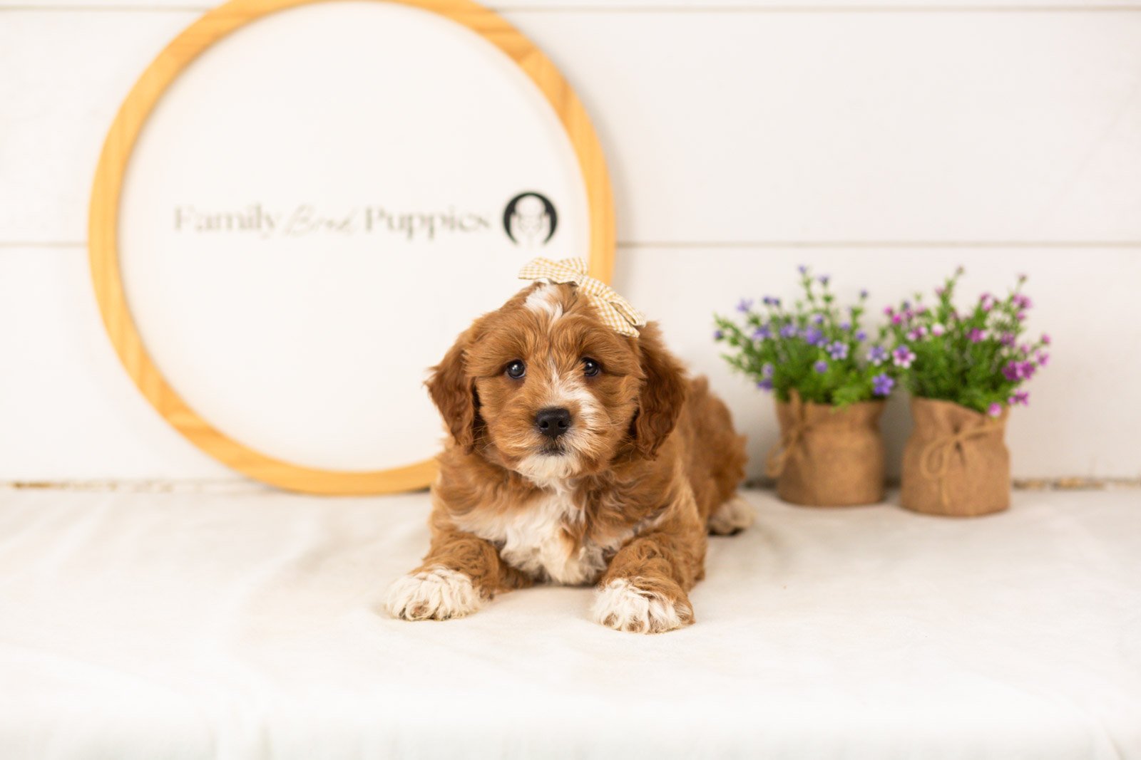 Lynette goldendoodle for sale(1).jpg