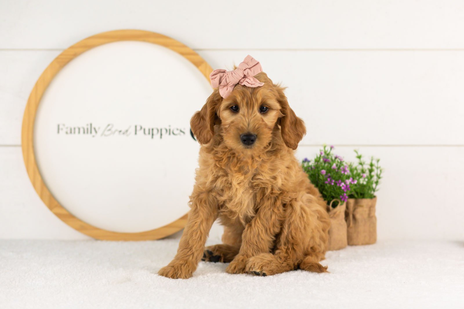Sequioa goldendoodle for sale.jpg