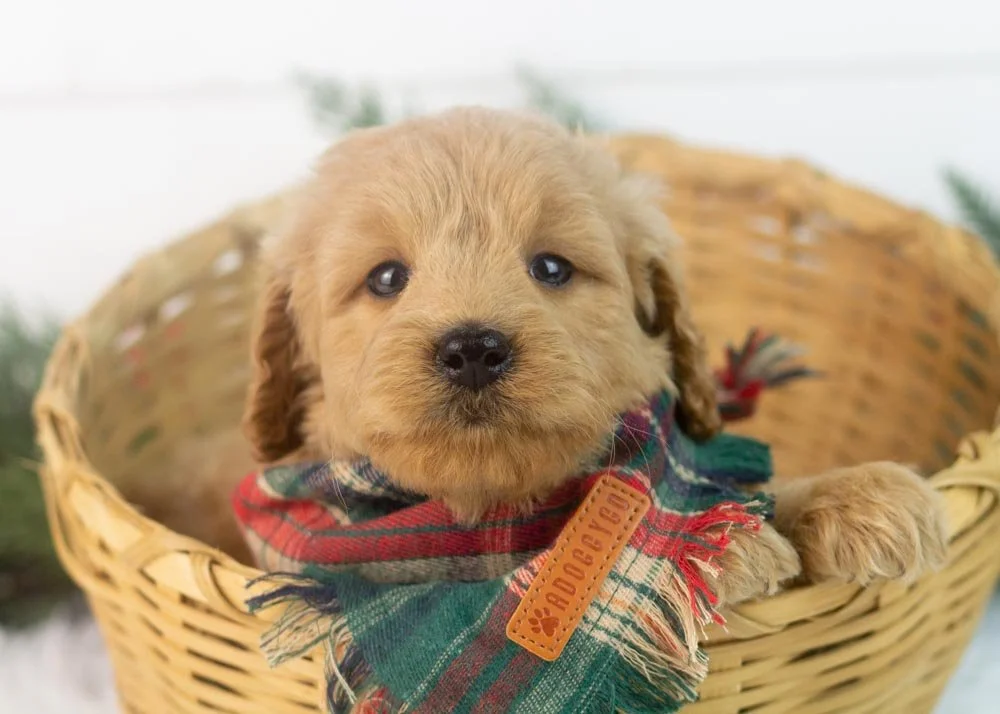 Foggy goldendoodle for sale(1).jpg