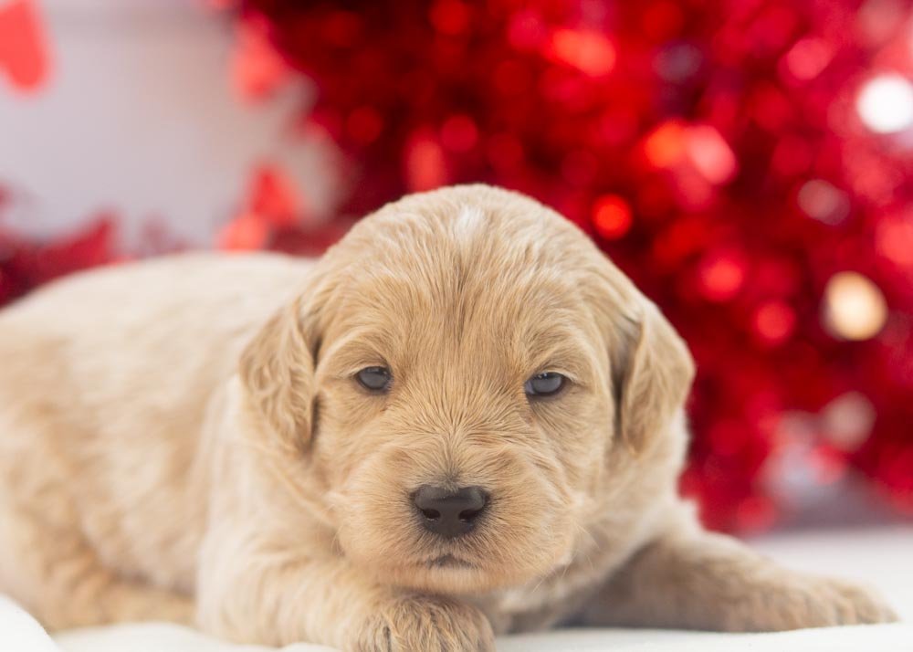 Kitkat goldendoodle for sale(2).jpg