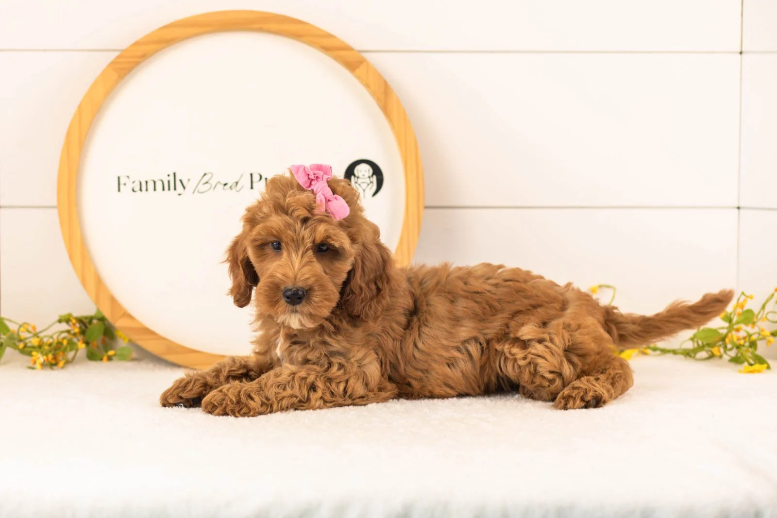Angel goldendoodle for sale(2).jpg