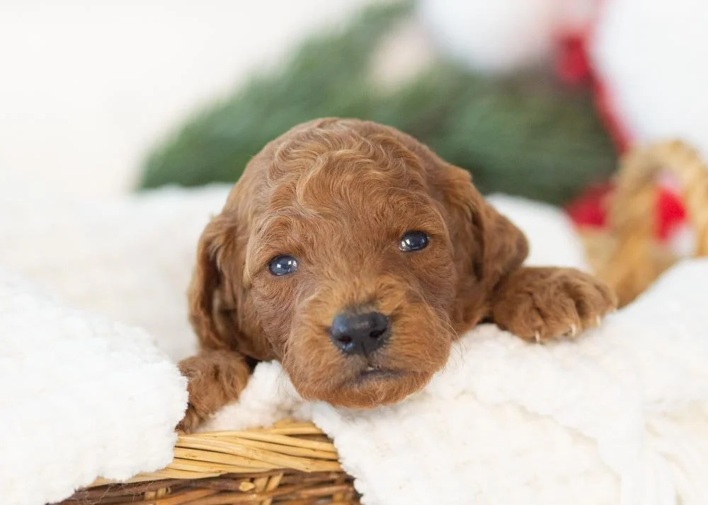 goldendoodle for sale