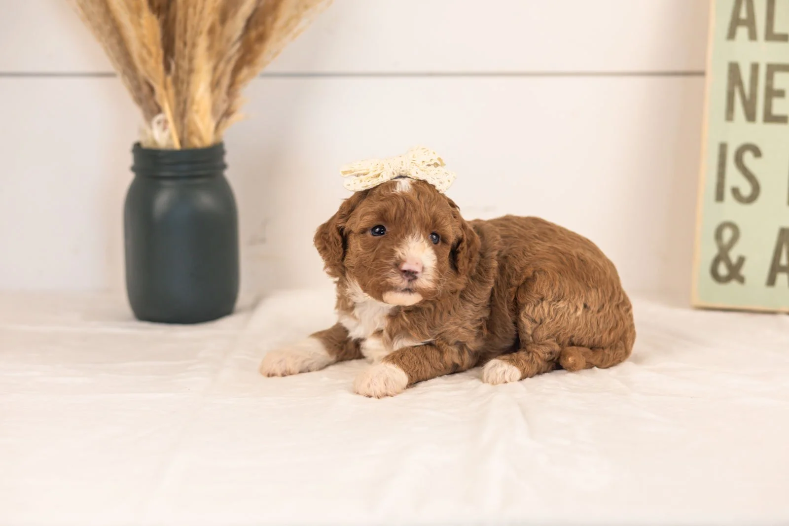 Dodgers goldendoodle for sale(2).jpg