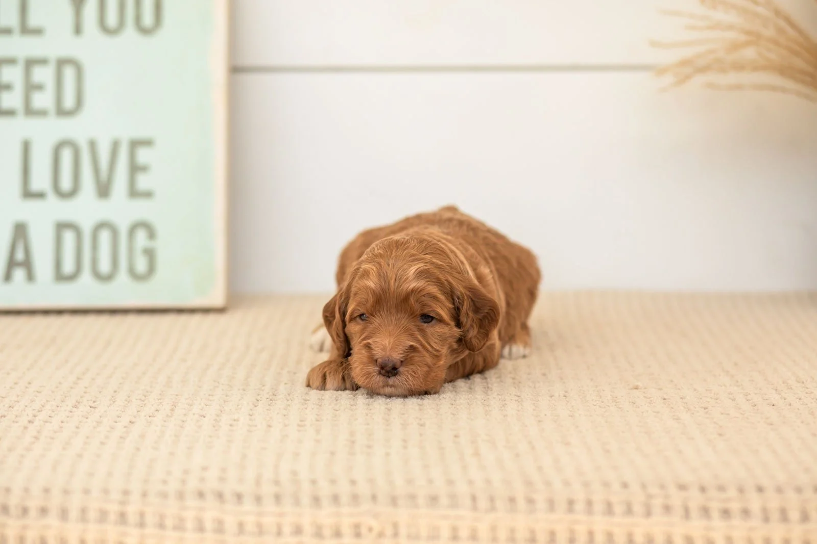Belle goldendoodle for sale(4).jpg