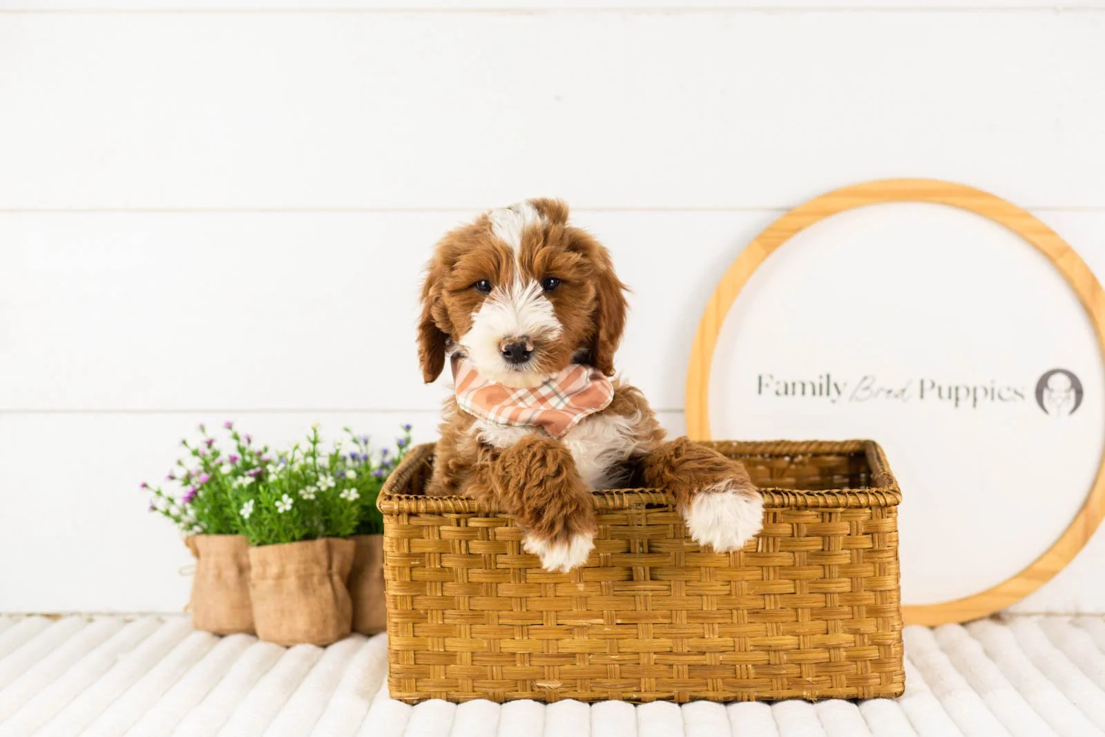 Horatio goldendoodle for sale(3).jpg