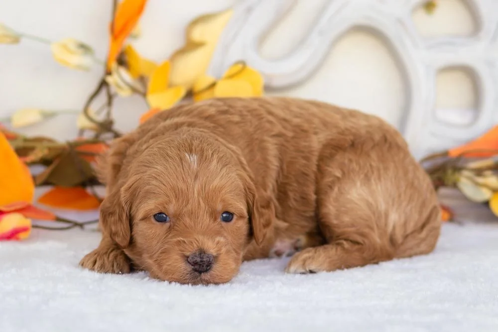 ham goldendoodle for sale(3).jpg