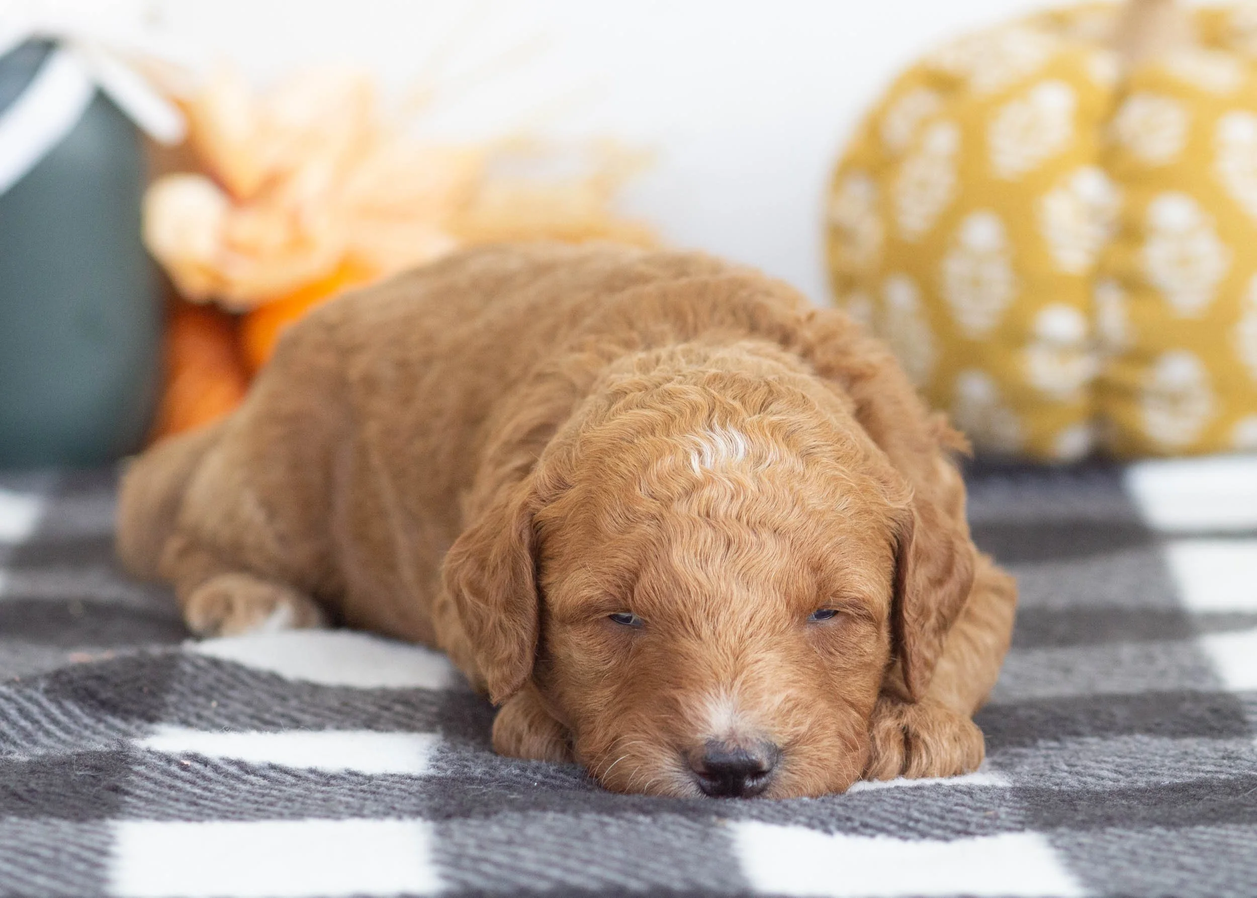 goldendoodle for sale Honeycrisp(2).jpg