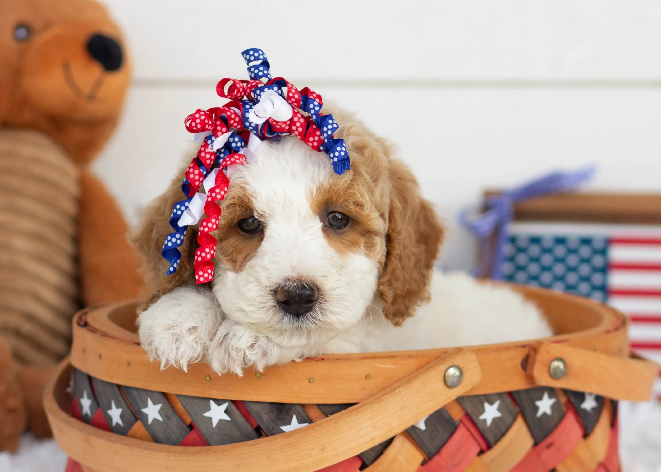 Sunkist Goldendoodle For Sale1.jpg